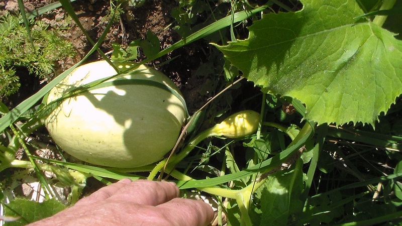 Spaghetti Squash 1