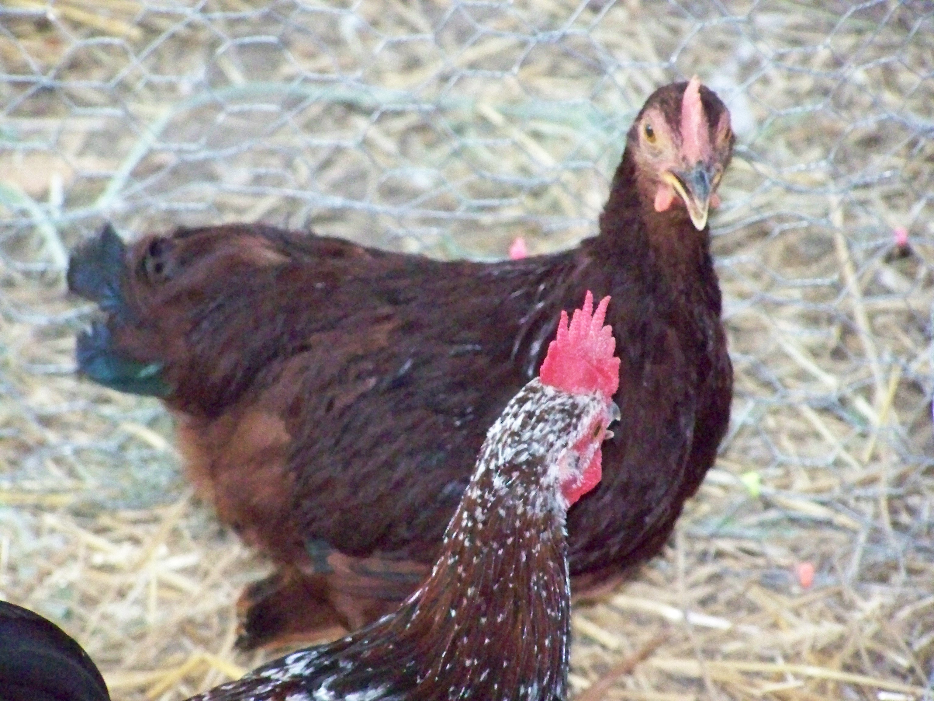 Spangle and RIR  bantam