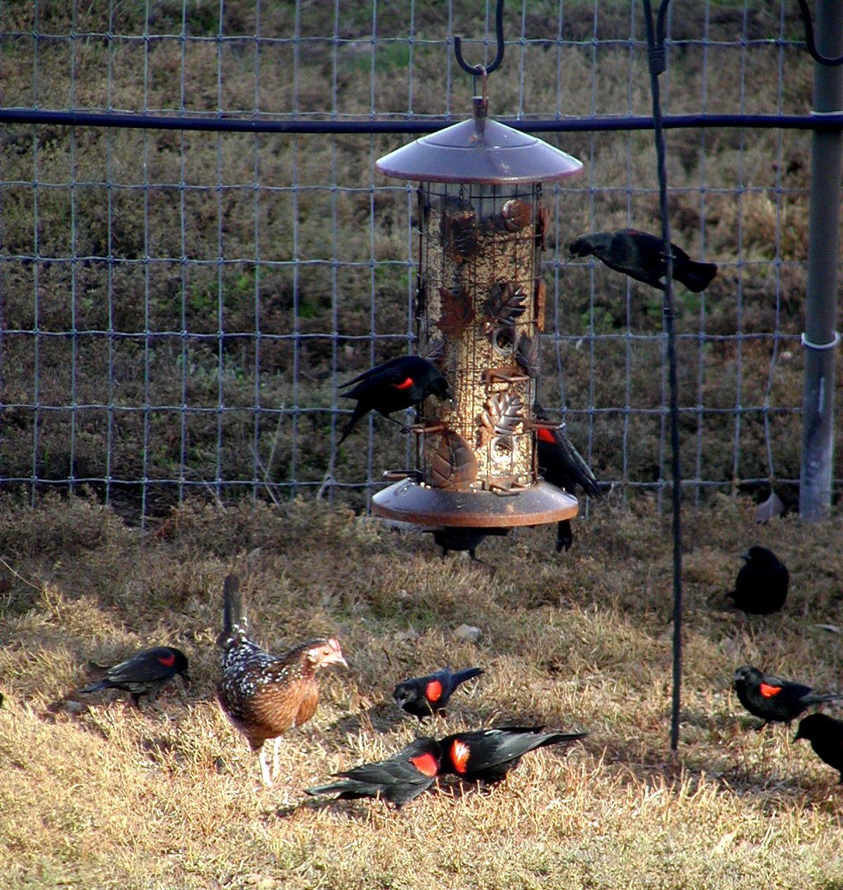 Spangle OEGB "Betty" competes with blackbirds for birdseed