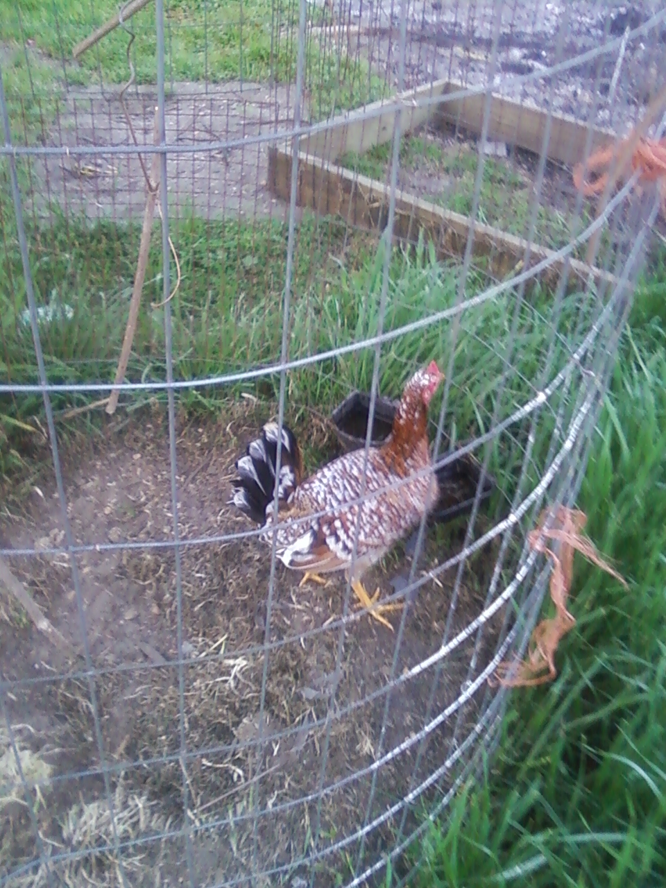 spangle roundhead hen