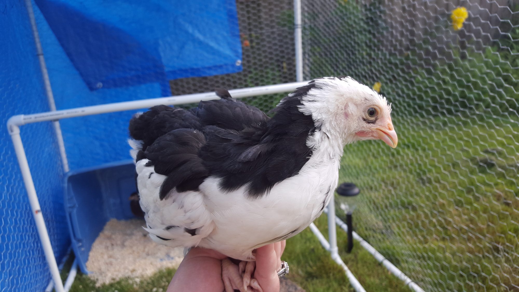 Spangled/ Mottled Orp!