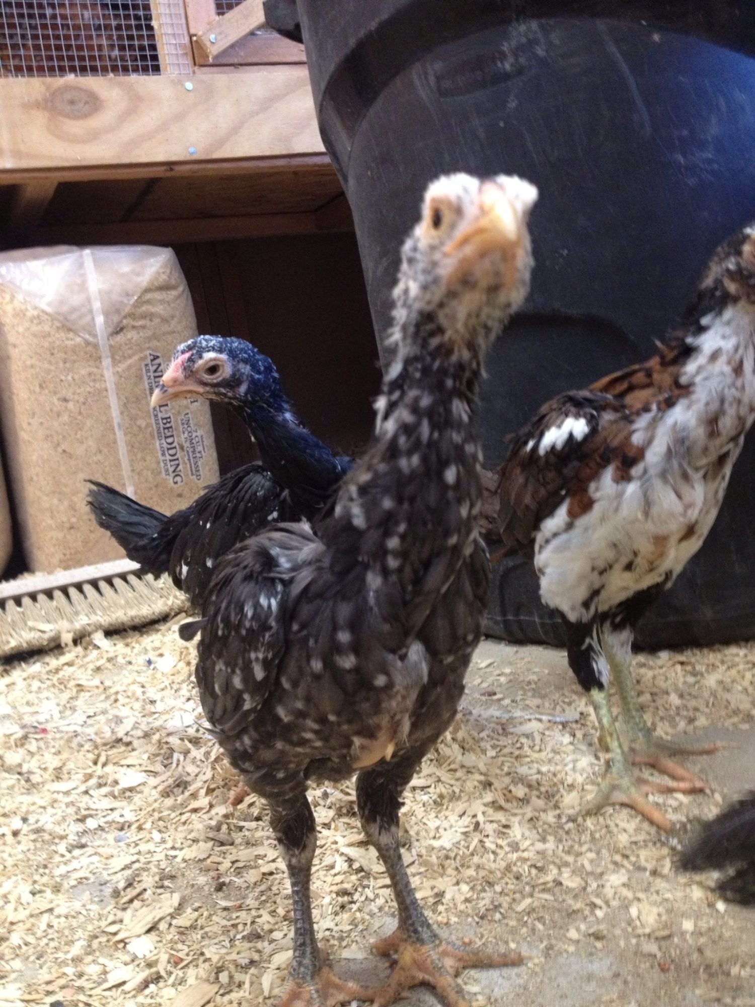 Spangled Pullet 8 weeks