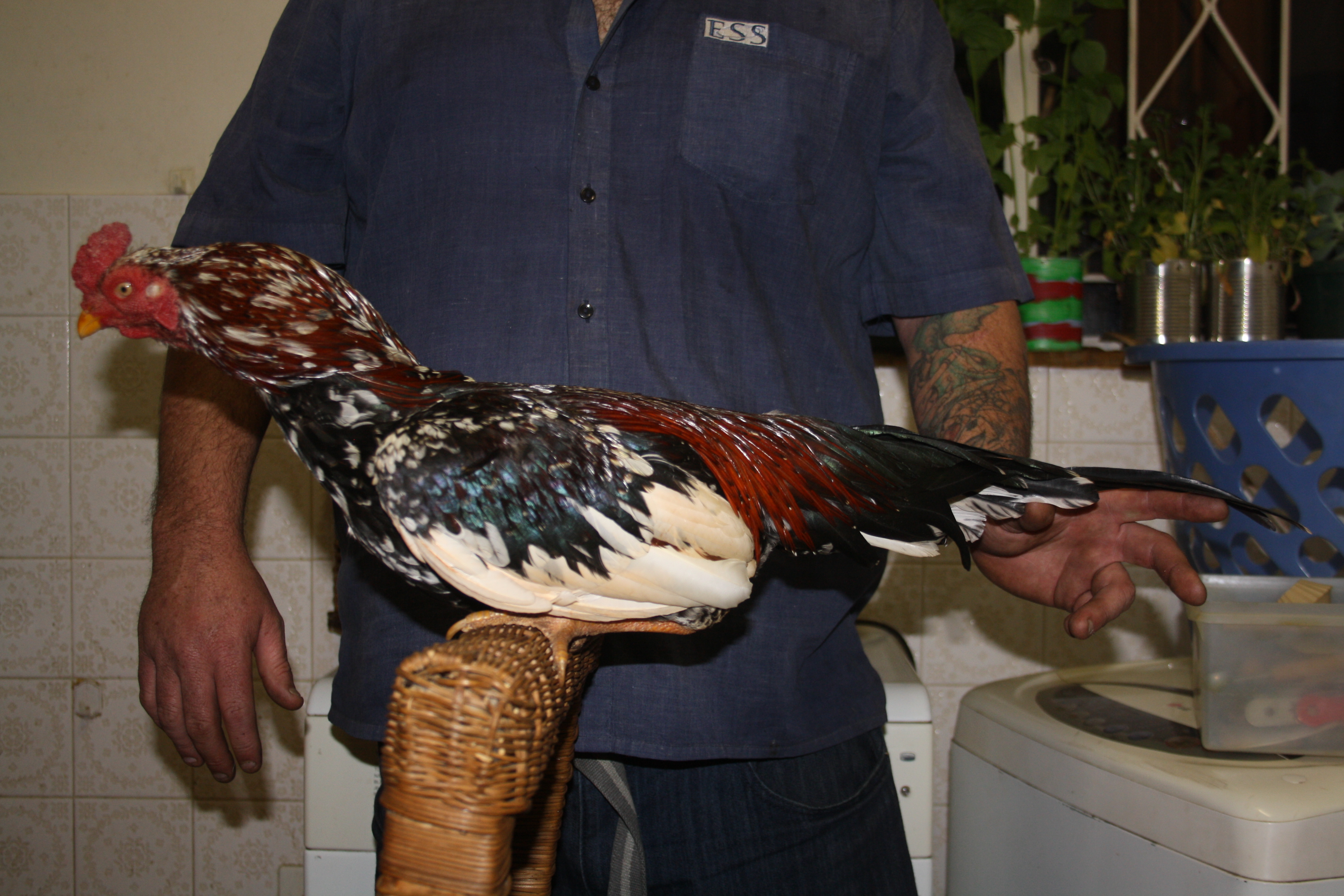 Spangled Reeza Aseel