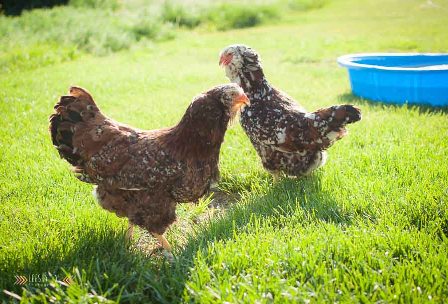 Spangled Russian Orloff Hens