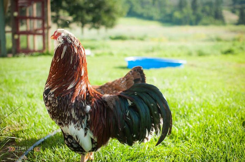 Spangled Russian Orloff Rooster