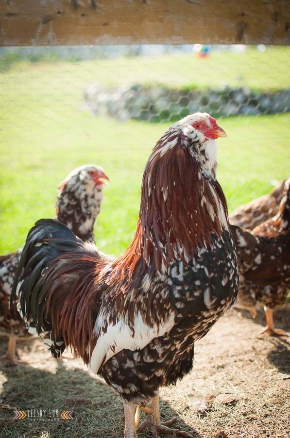 Spangled Russian Orloff Rooster