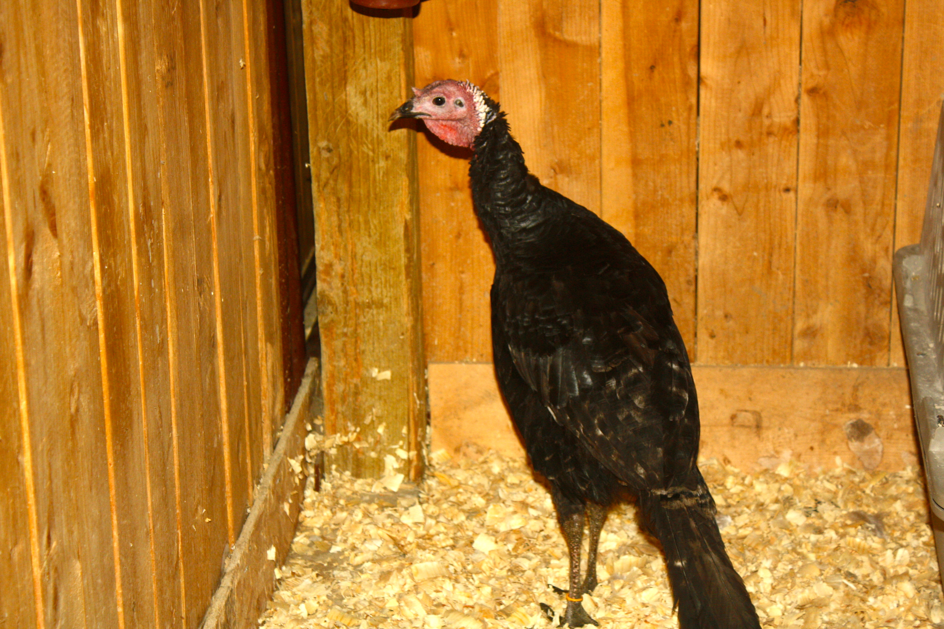 Spanish Black Turkey Jake