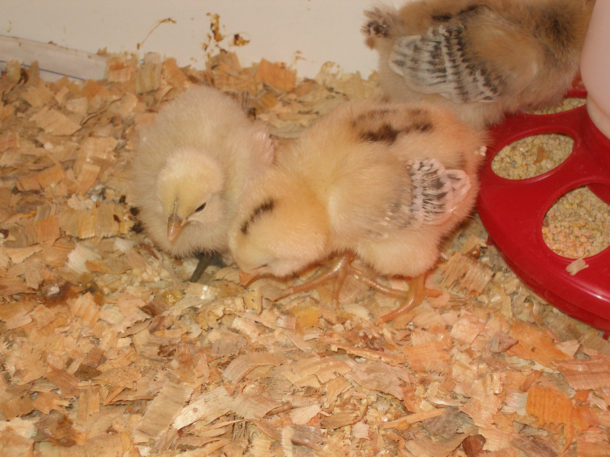 Spare bathrooms are perfect for brooding chicks.