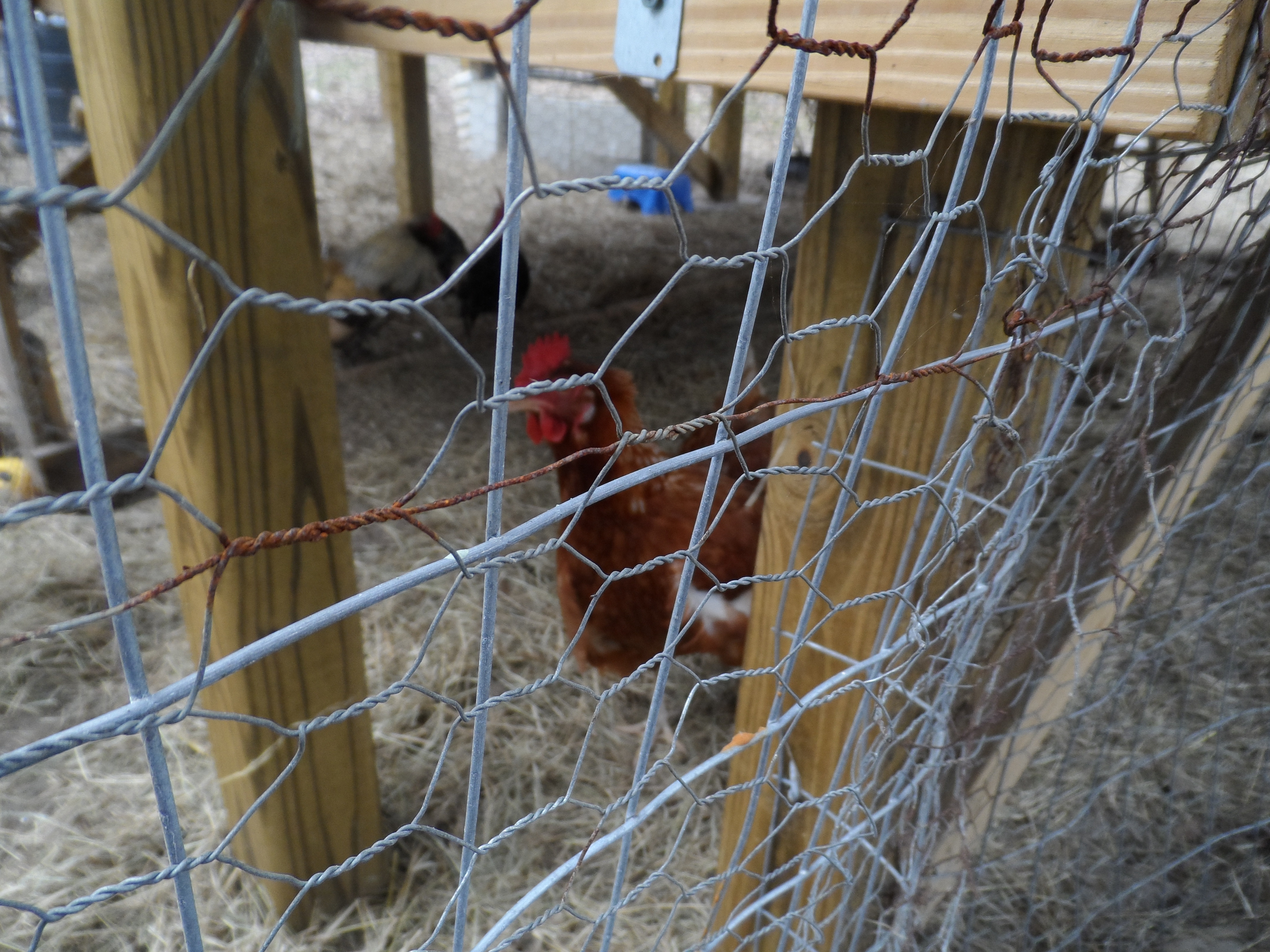 Sparkle, another New Hampshire Red.