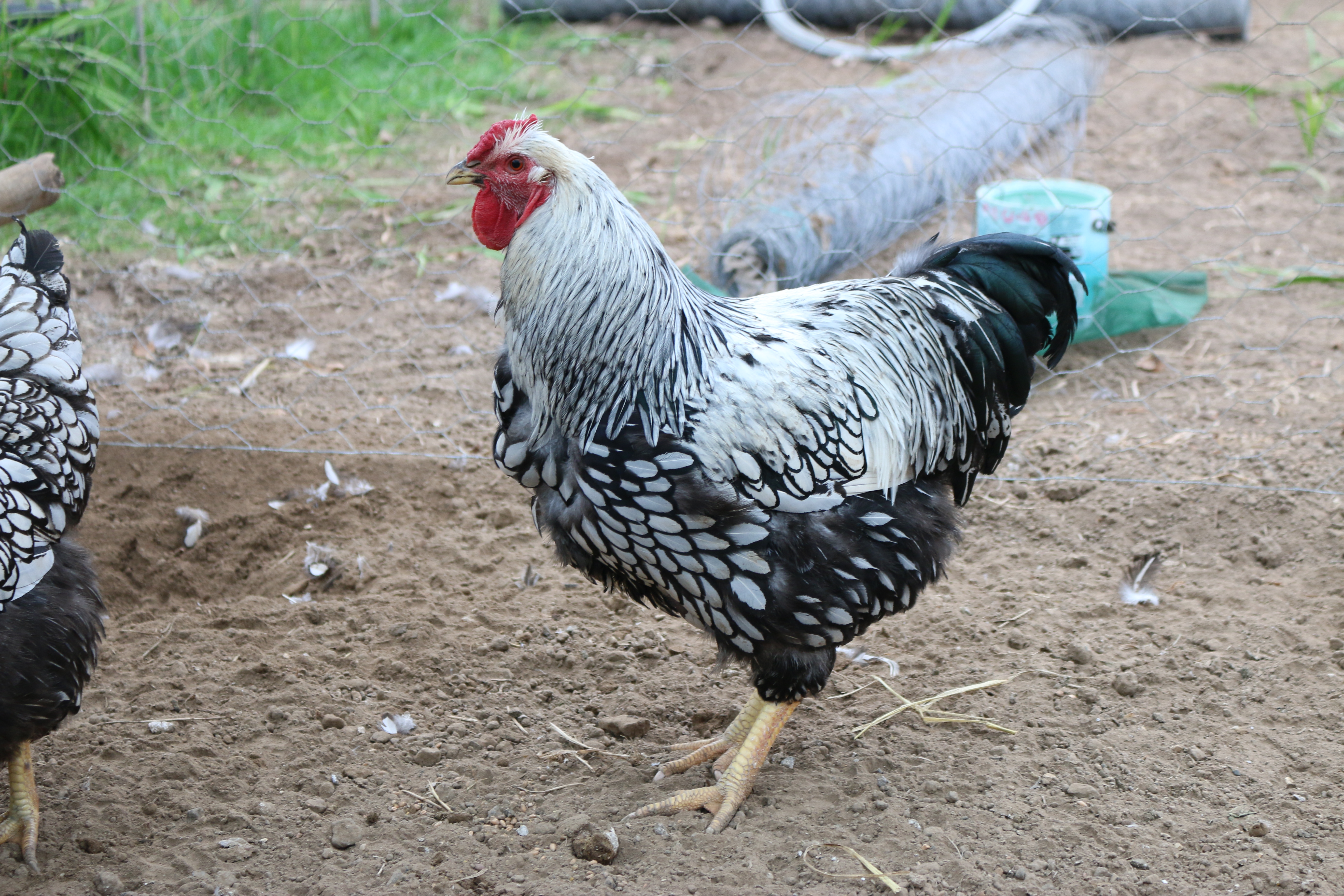 sparkle silver laced wyndotte