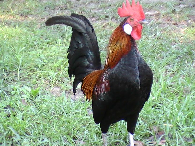 Sparky # 1 yard pimp