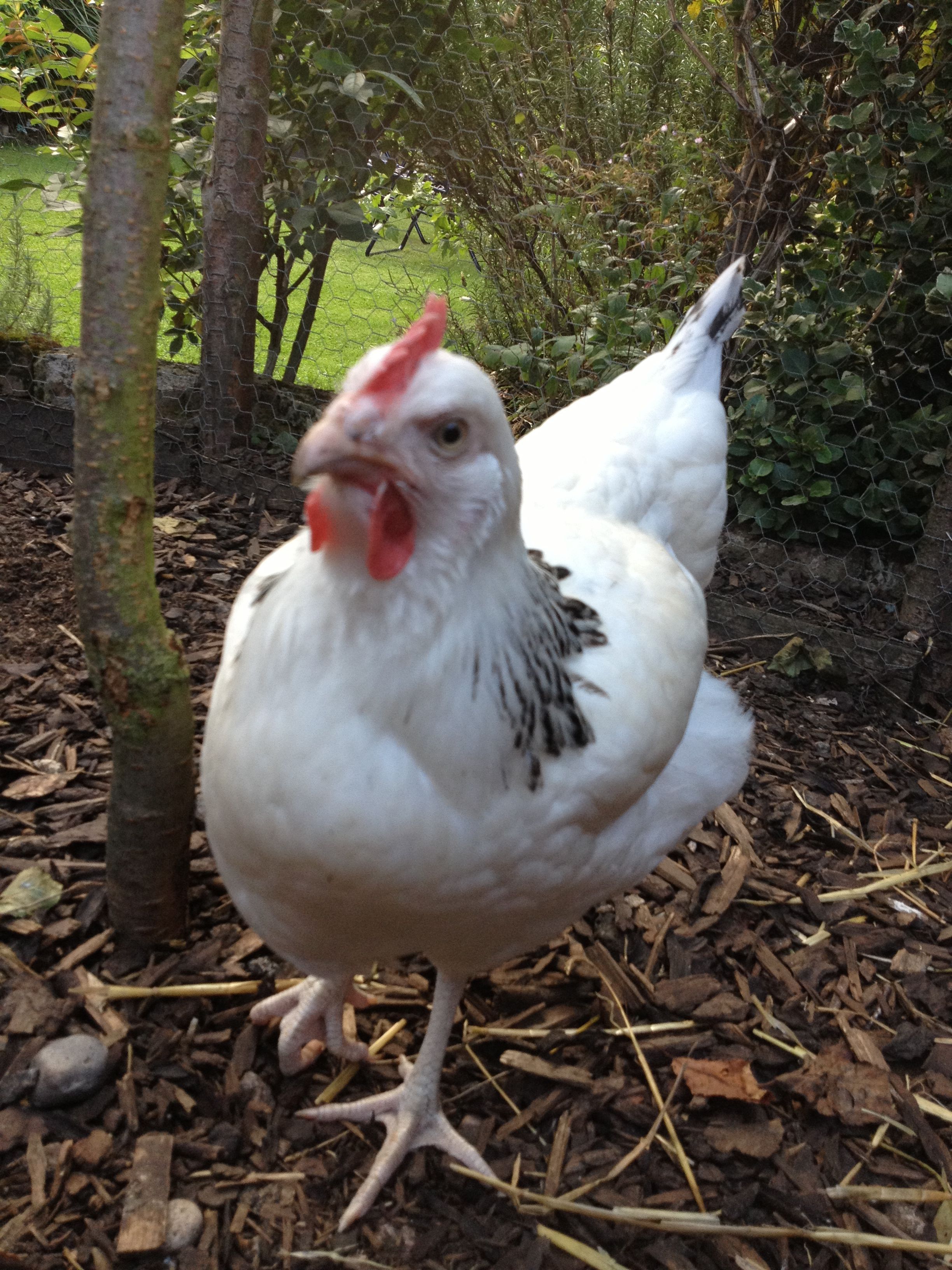 Sparrow at approx 6 months old!