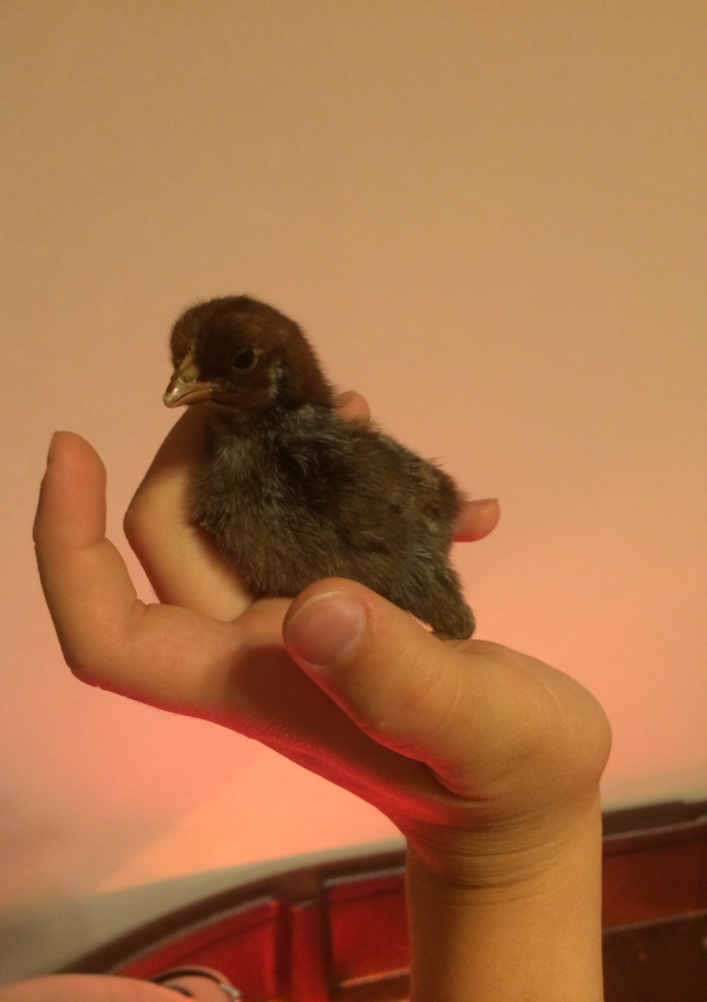 Sparrow is very fast and solid on her feet despite size