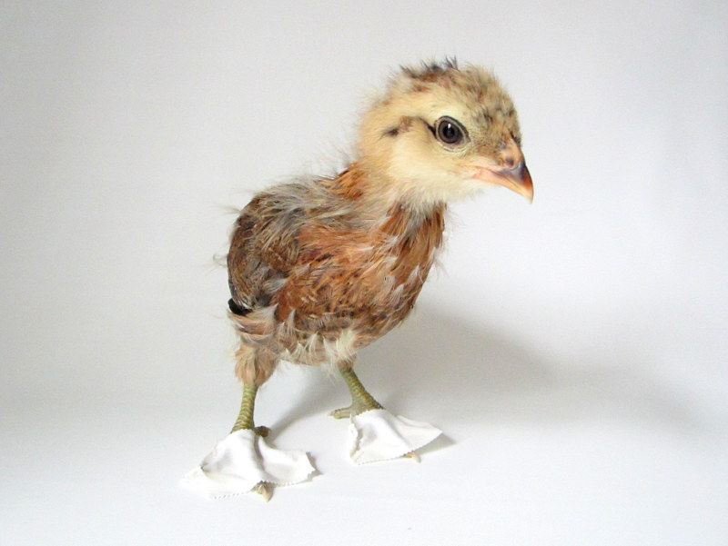 Sparrow needed her toes splinted. 3 weeks, 5 days.