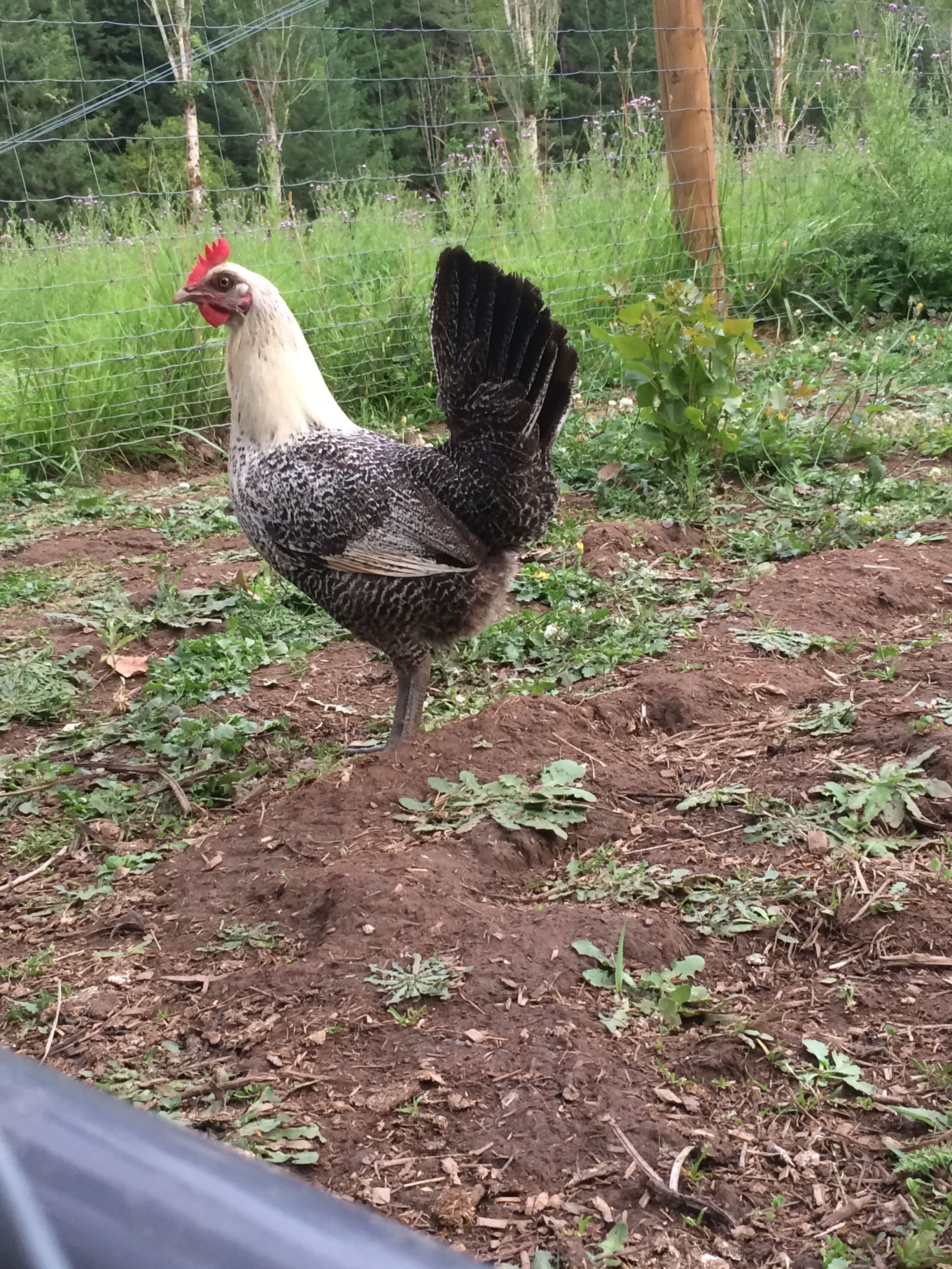 Sparrow, our Egyptian Fayoumi who is smaller than all our other chickens and knows how to escape the fence.