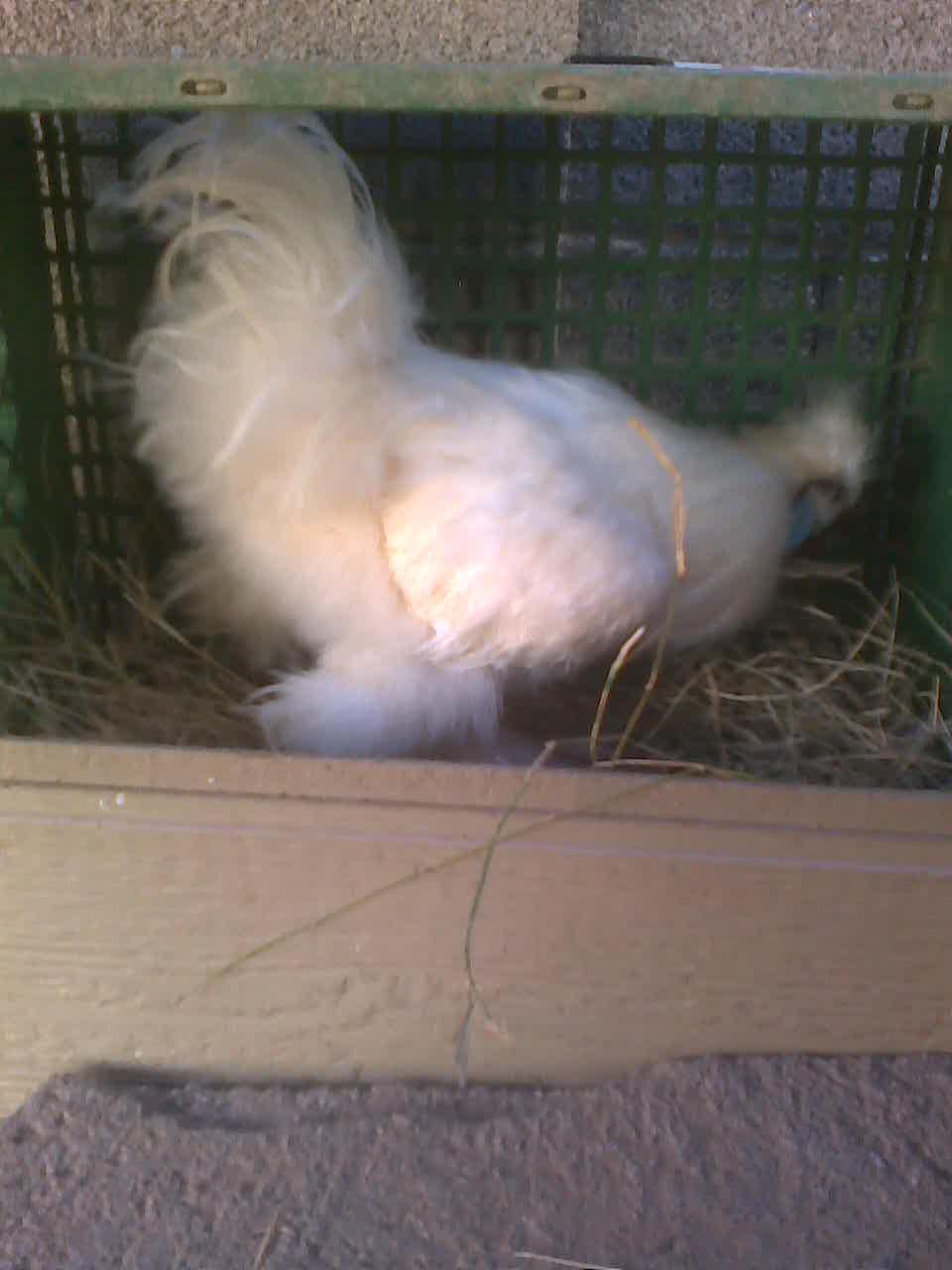 Spartan showing the girls they can lay eggs there.