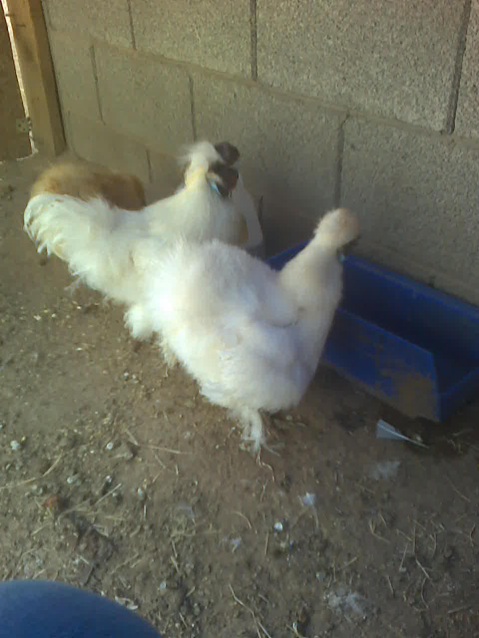 spartan with blanca...hes such a good rooster to them and all the new babys..