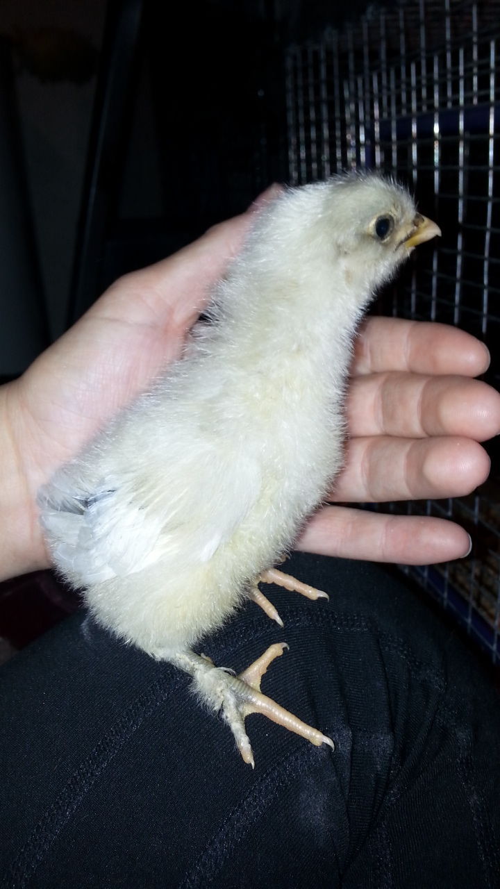 Spash maran chick (1 day - 1 week old)
STRAIGHT RUN
$12