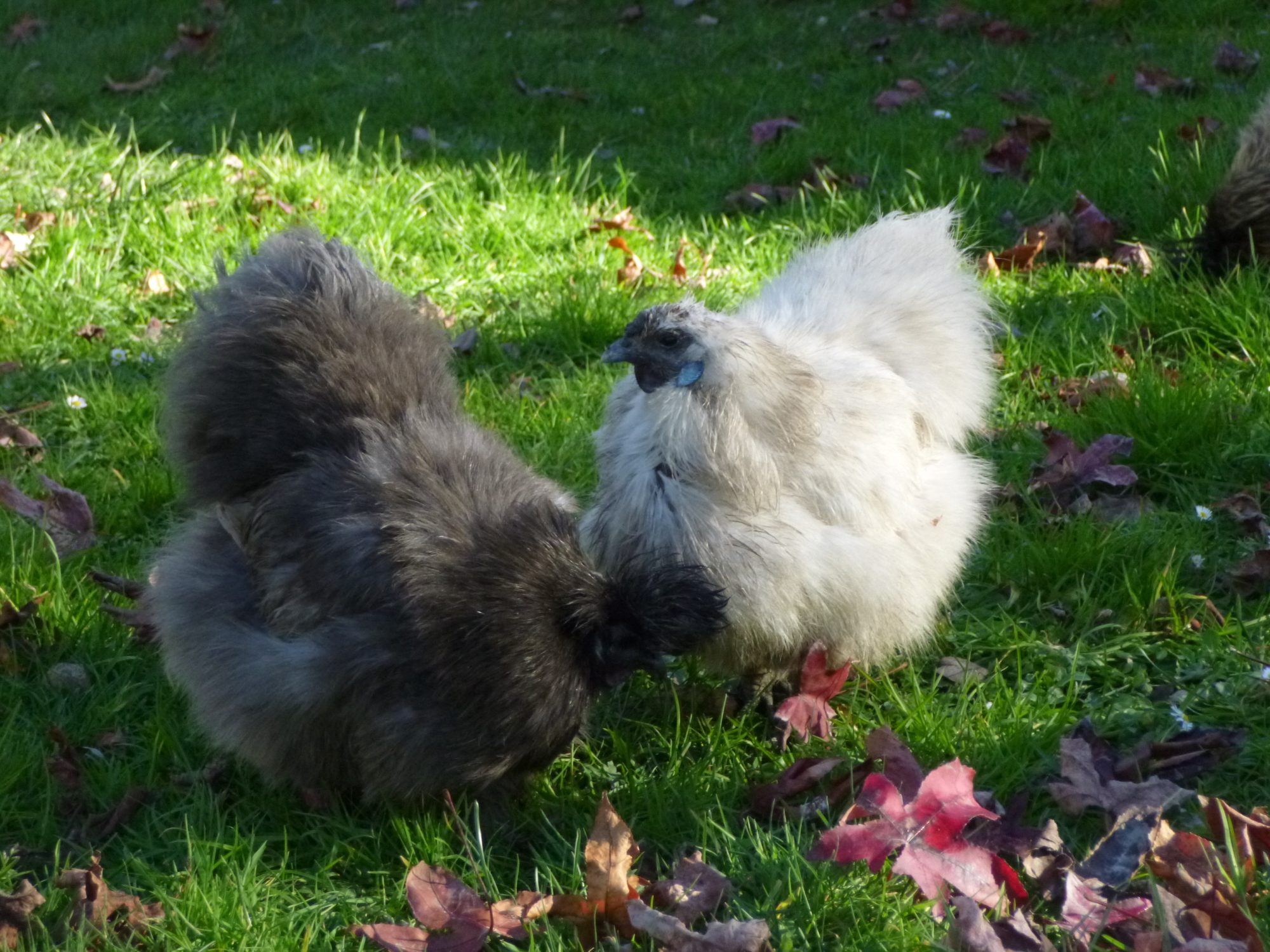 Spazzy and Millie look for worms