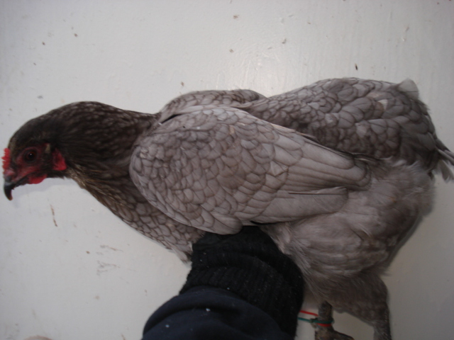 Special needs olive egger. Hatched 2012, summer.