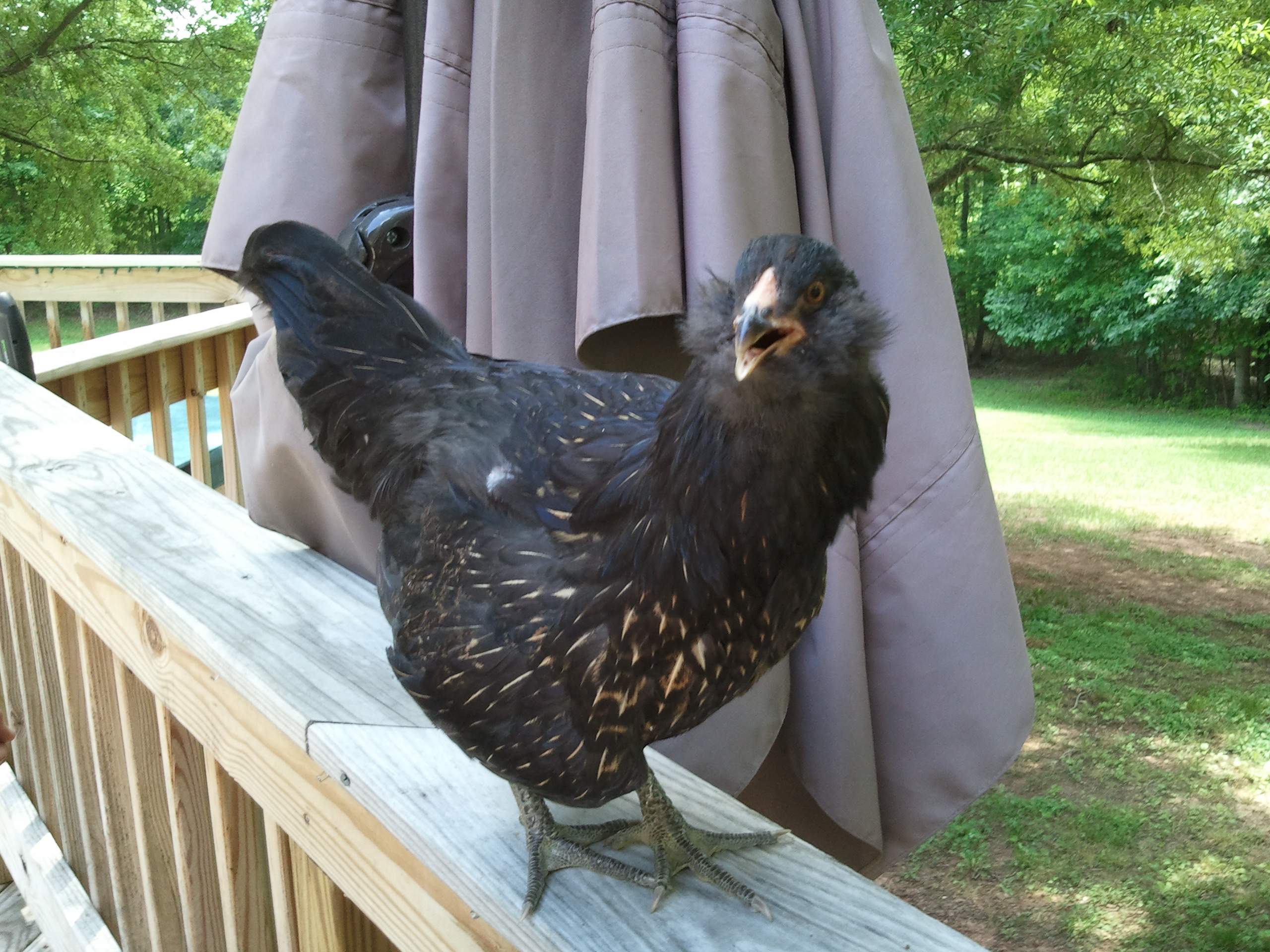 SPECK A BOO   SHE IS MY BABY..SHE FLIES UP ON MY BACK WHEN I GO IN LOT.  LAYS BACK IN ARMS LIKE A BABY AND SLEEPS.  LAYS ONLY BLUE EGGS. SHE HAS GREEN LEGS.  NEED THE ROOSTER FOR HER.  NEED THE LAVENDAR AMERAUCAN ROOSTER OR BLACK AMERAUCANAS ROOSTER...ANY ONE OUT THERE CAN HELP ME.  REALLY WANT THE LAVENDAR.  
BREED---AMERAUCANA