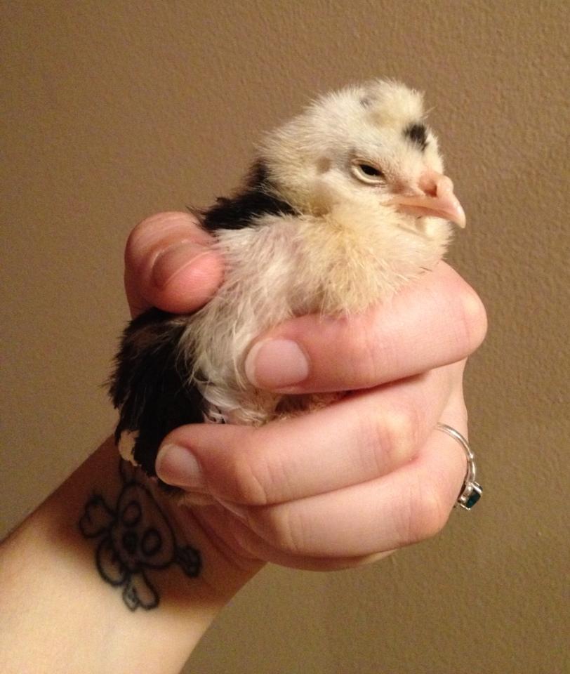 Speck (and his baby mohawk)