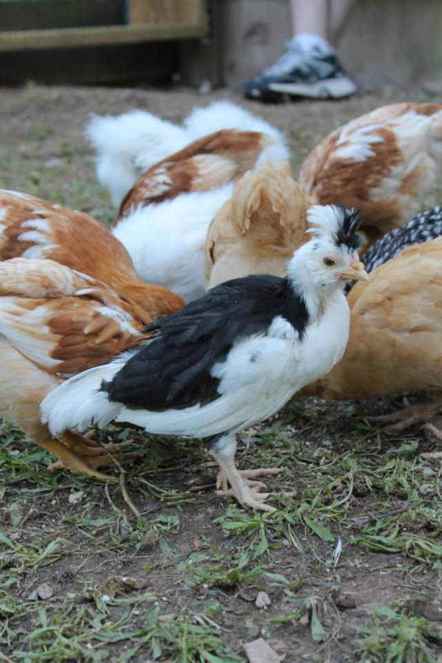 Speck and his flock