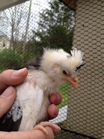 Speck and his mohawk
