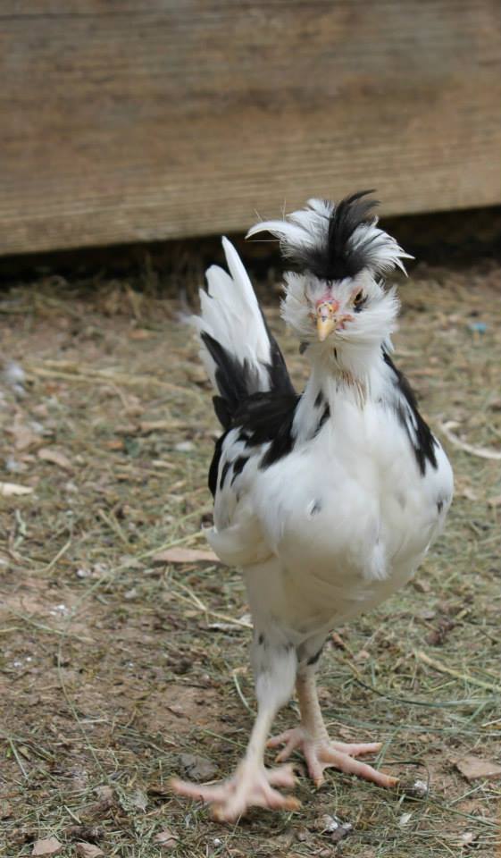 Speck - any guesses as to his breed are welcomed (we were told he is a Silkie - which he obviously isnt. However he does have 5 toes so he is a Bantam of some kind)