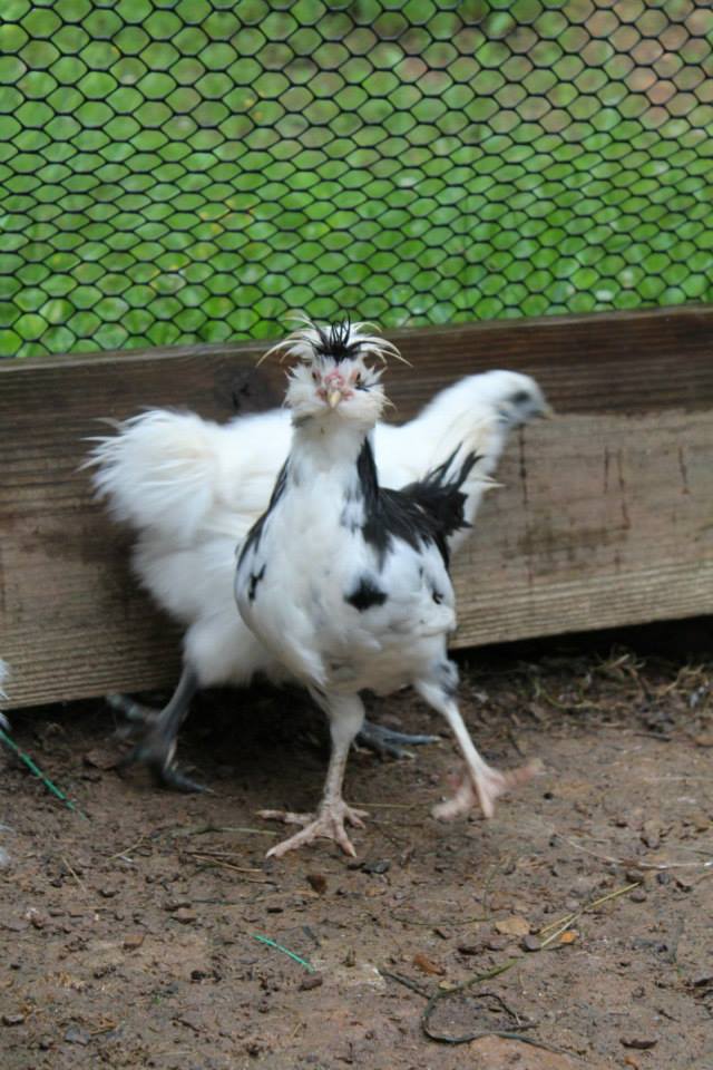 Speck (has a whacky mohawk when he gets wet) and Stir Fry