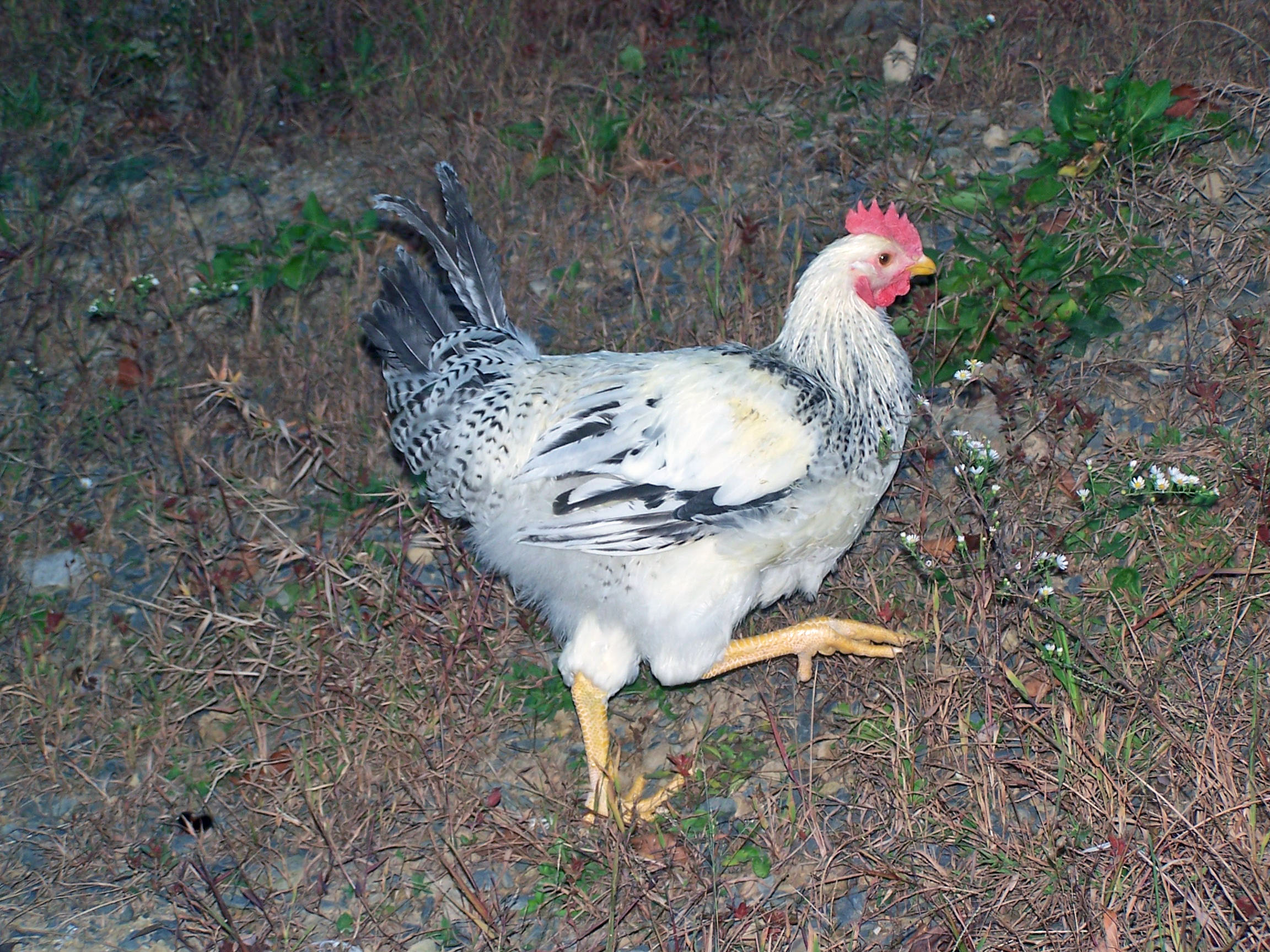 Speckle, Delaware roo