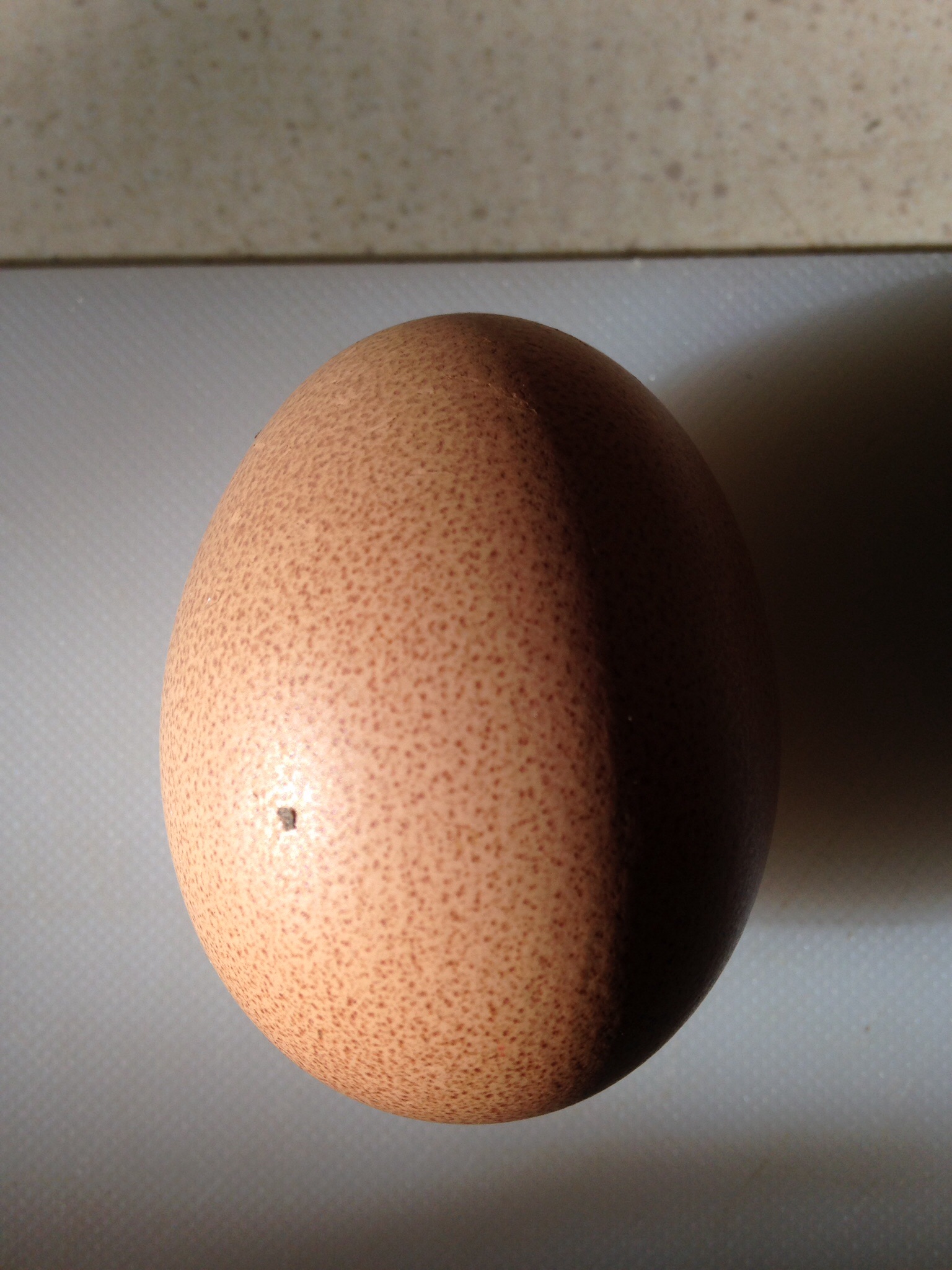 Speckled egg laid by one of our Welsummer's.