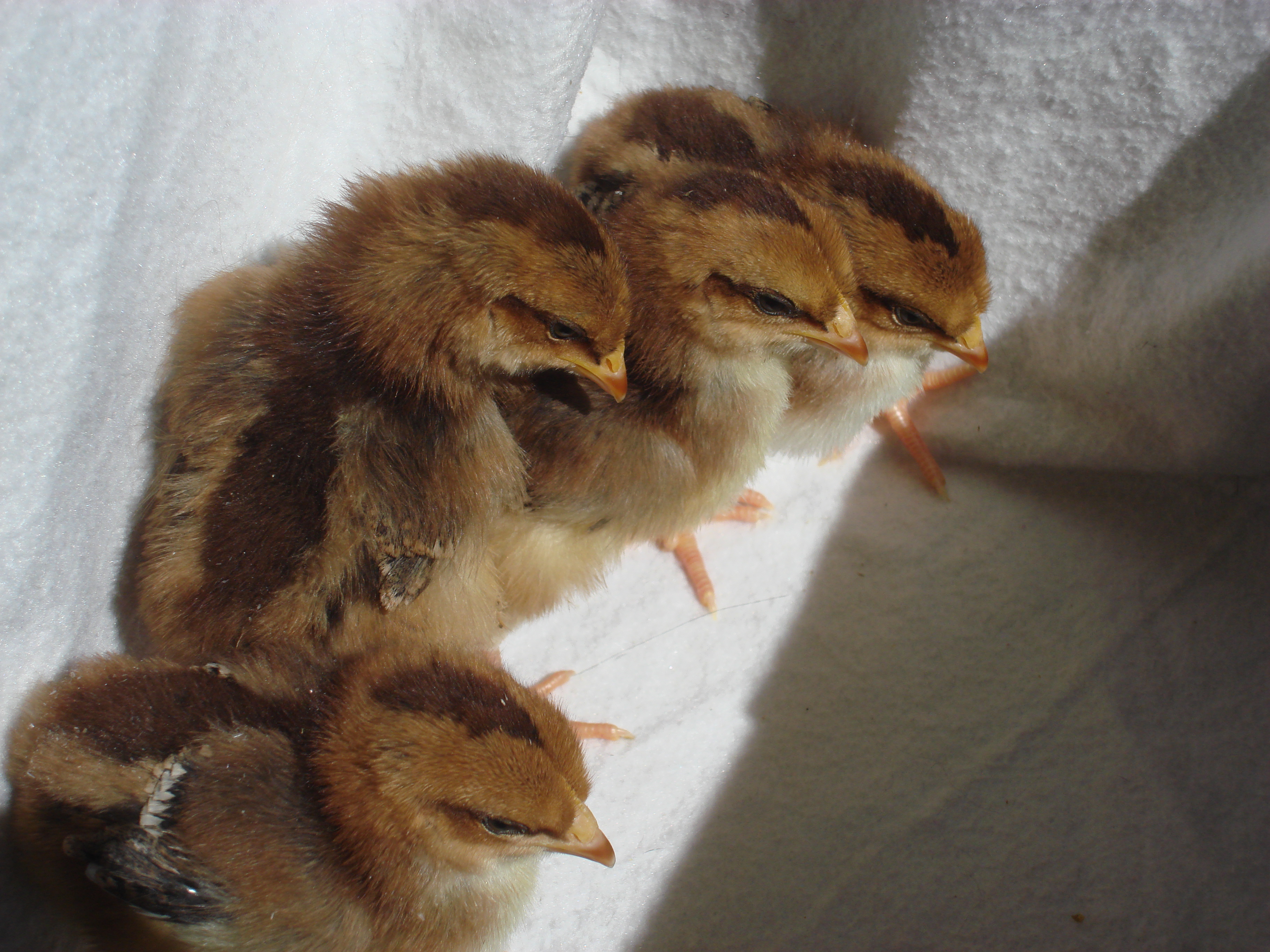 speckled sussex 
1 week