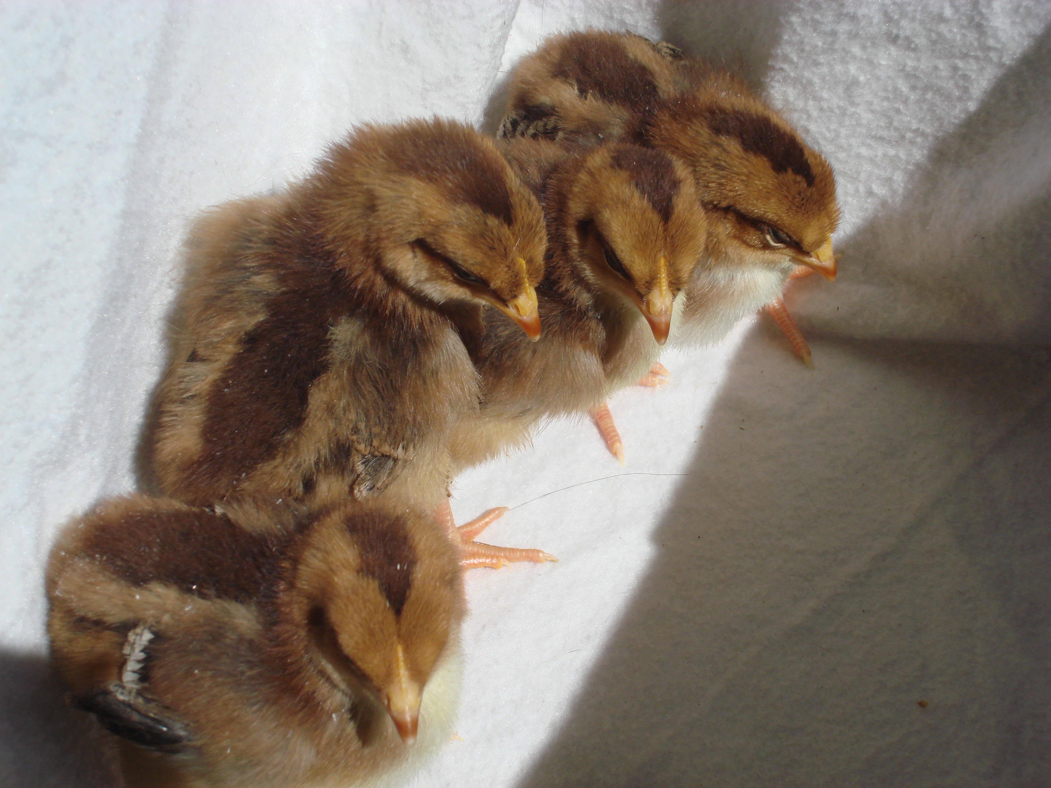 speckled sussex 
1 week