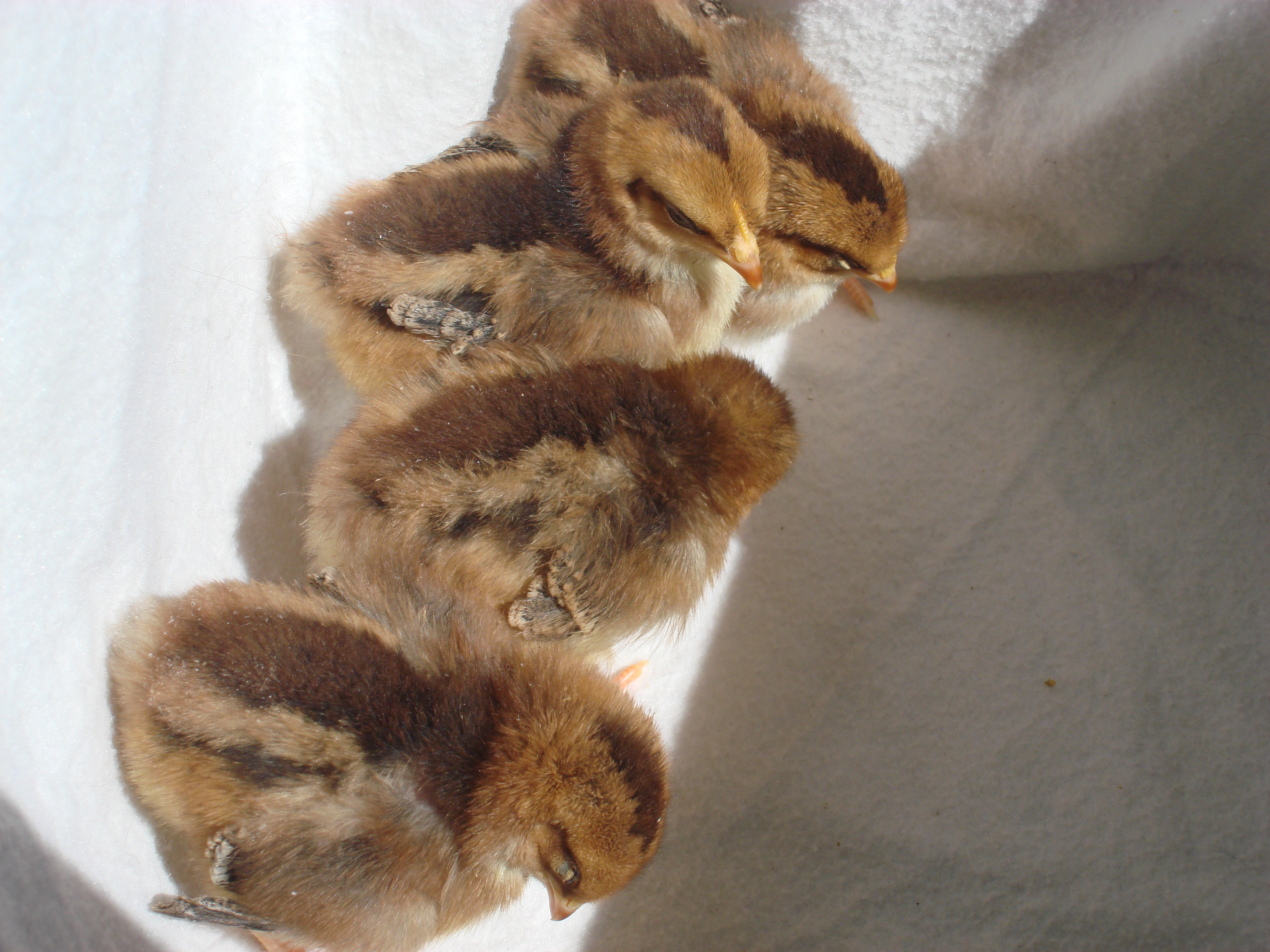 speckled sussex 
1 week