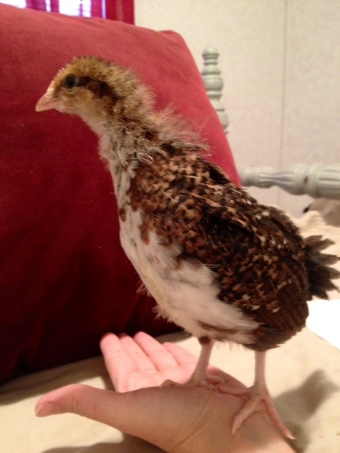 Speckled Sussex 3 wks old