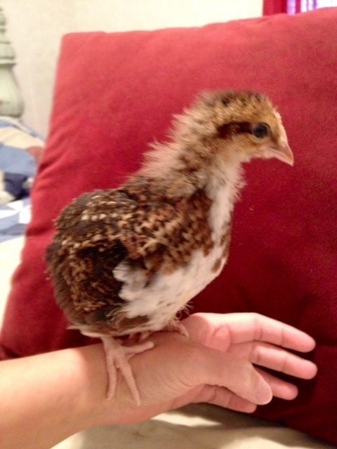 Speckled Sussex 3 wks old