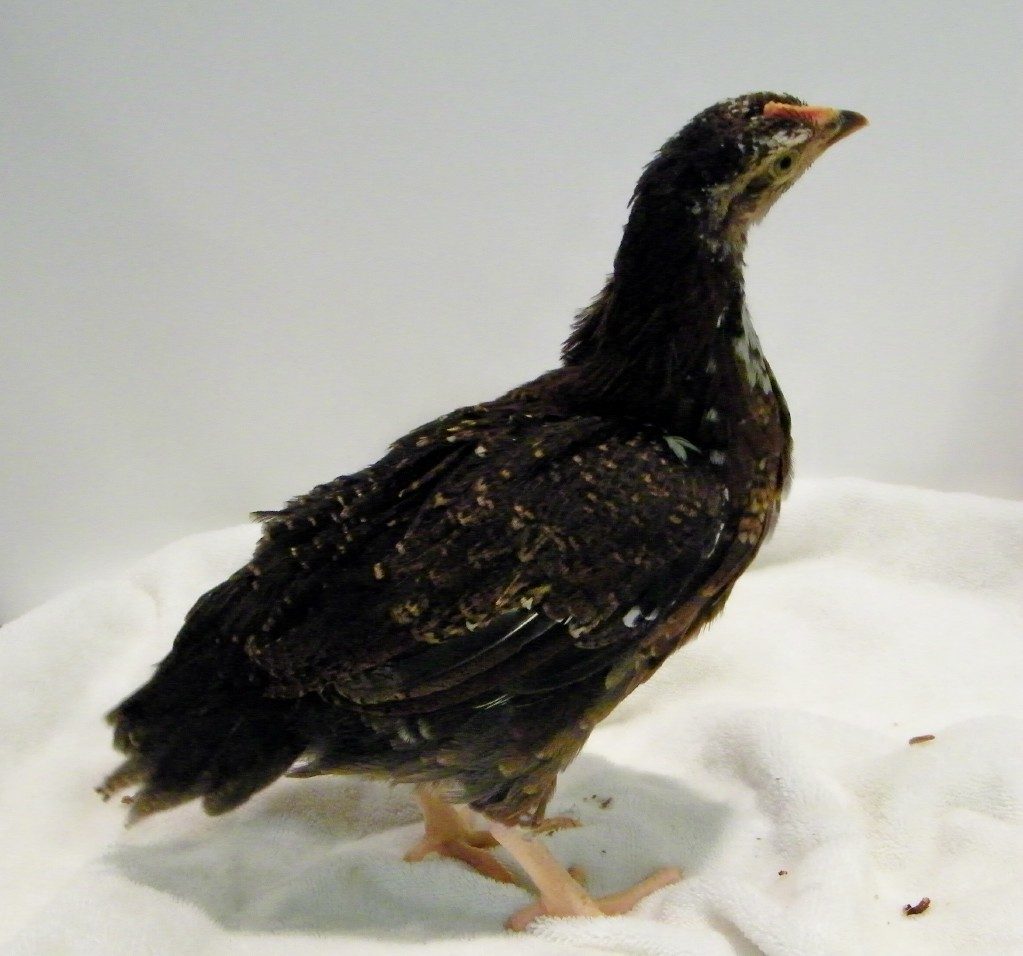 Speckled Sussex @ 6 wks