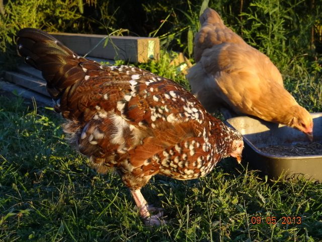 Speckled Sussex and Buff Orpington  12 weeks