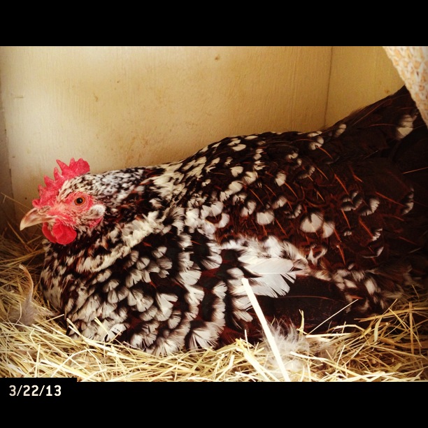 Speckled Sussex broody