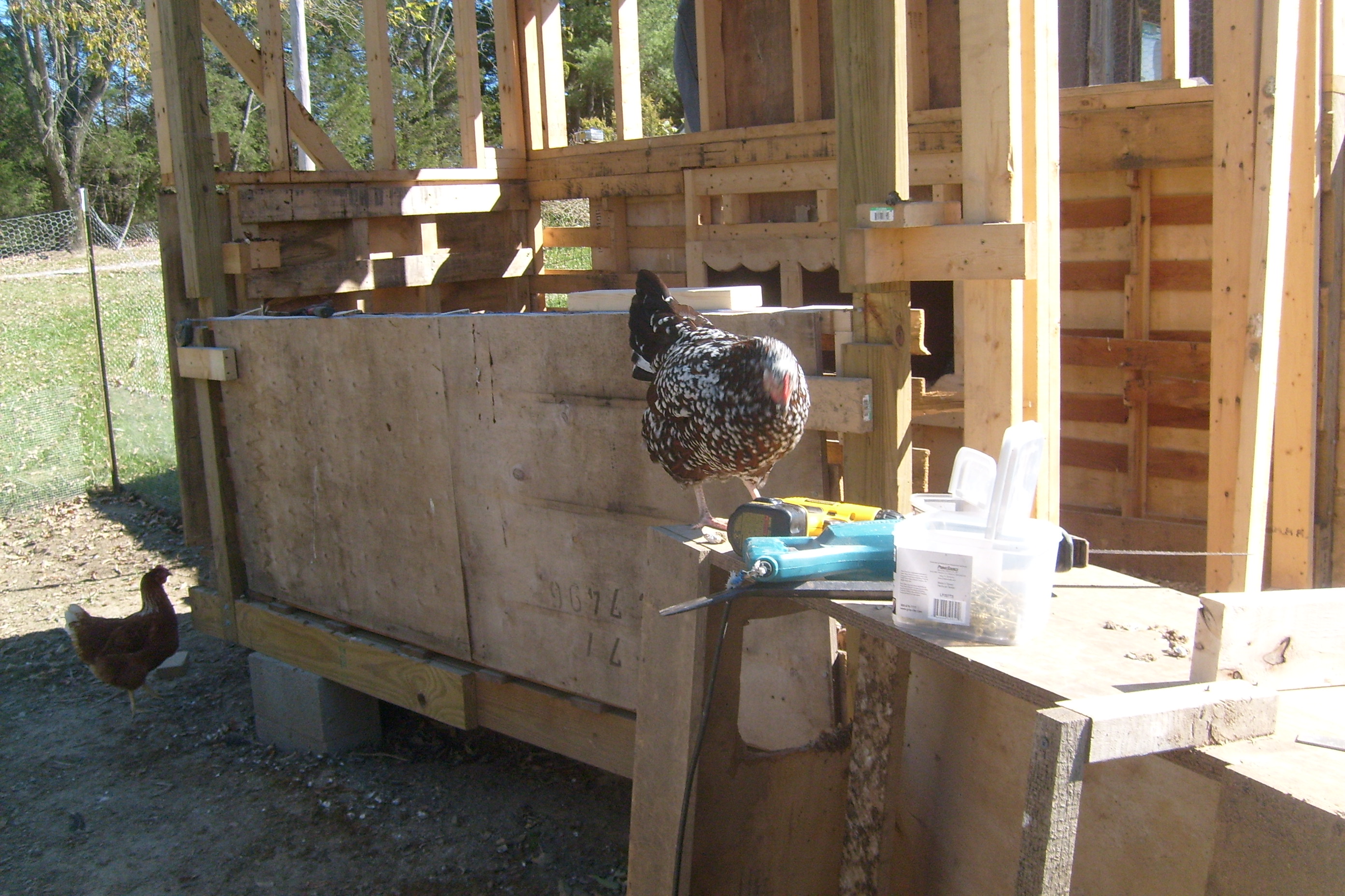 Speckled Sussex checking out checking out the tools