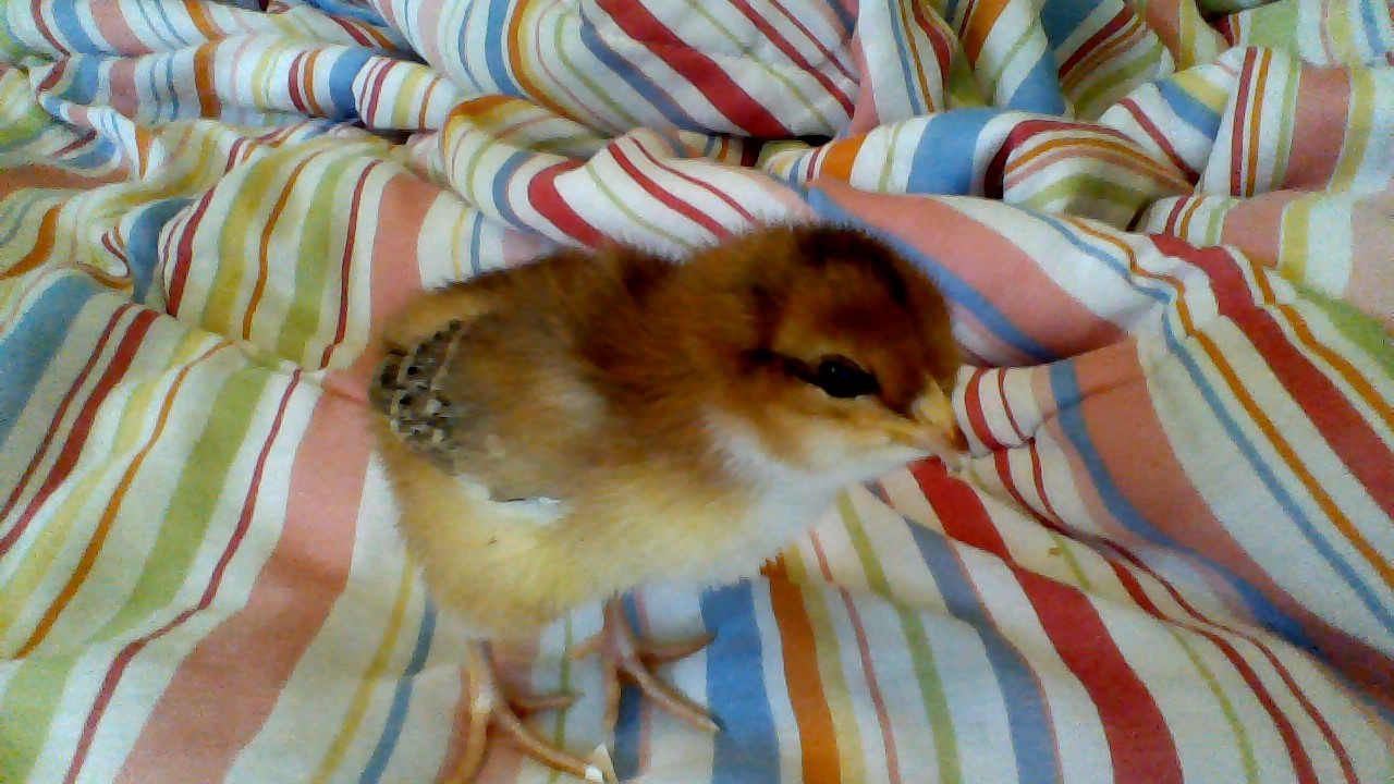 Speckled Sussex chick