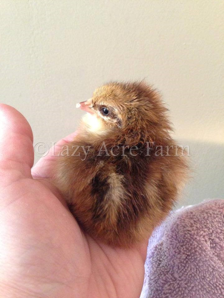 Speckled Sussex Chick