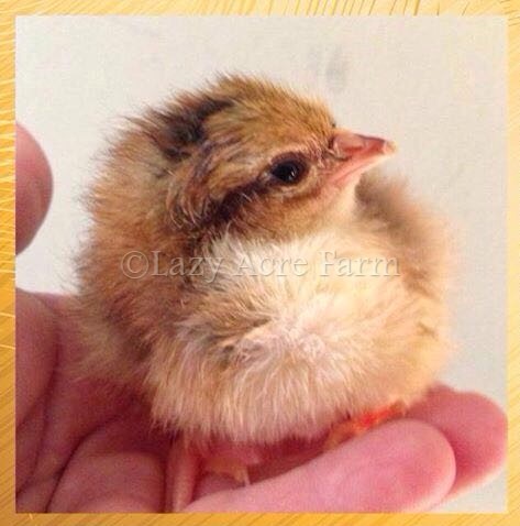 Speckled Sussex Chick