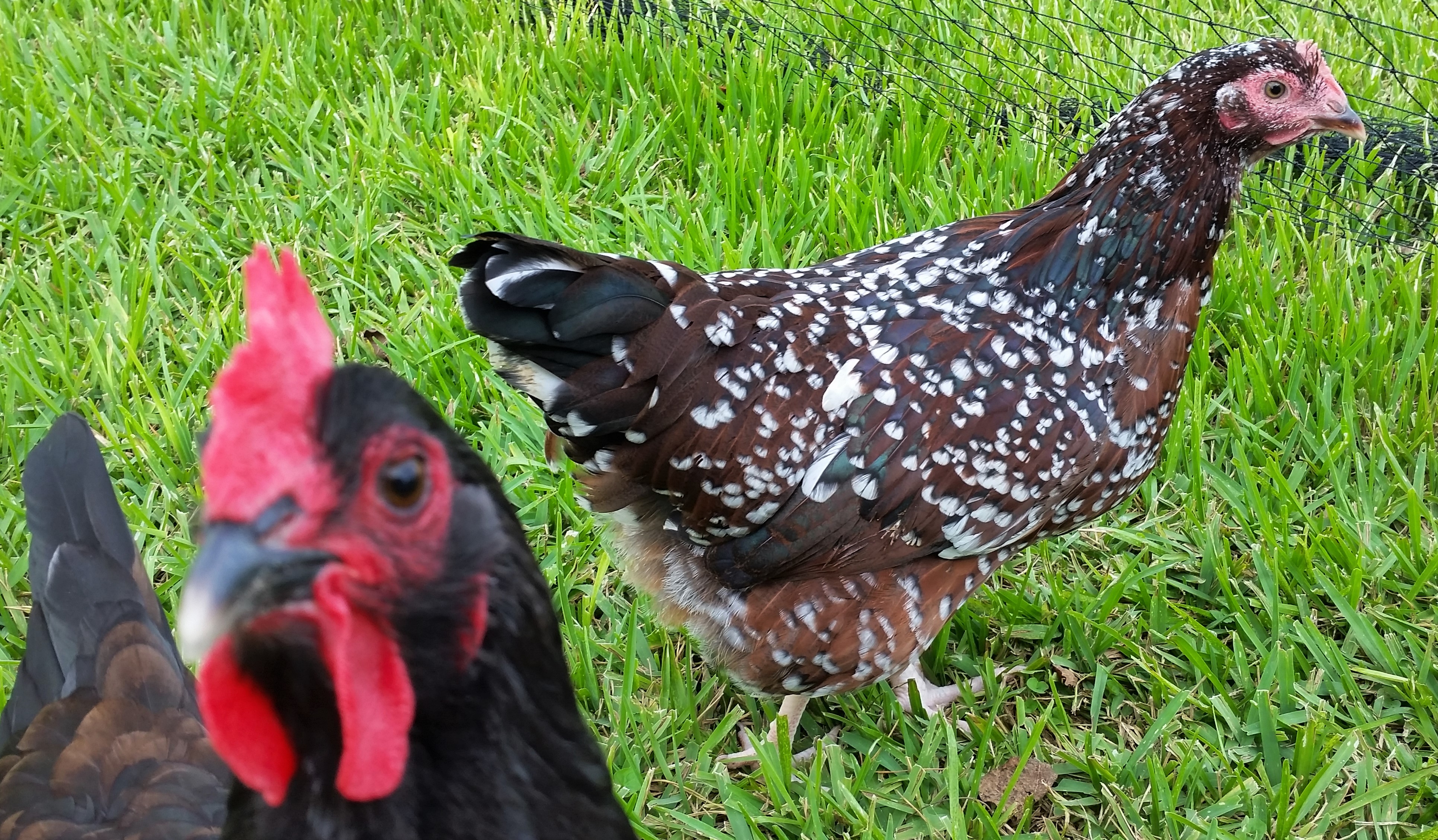 Speckled Sussex "Dotty" 24 1/2 weeks (Rosie the photobomber)