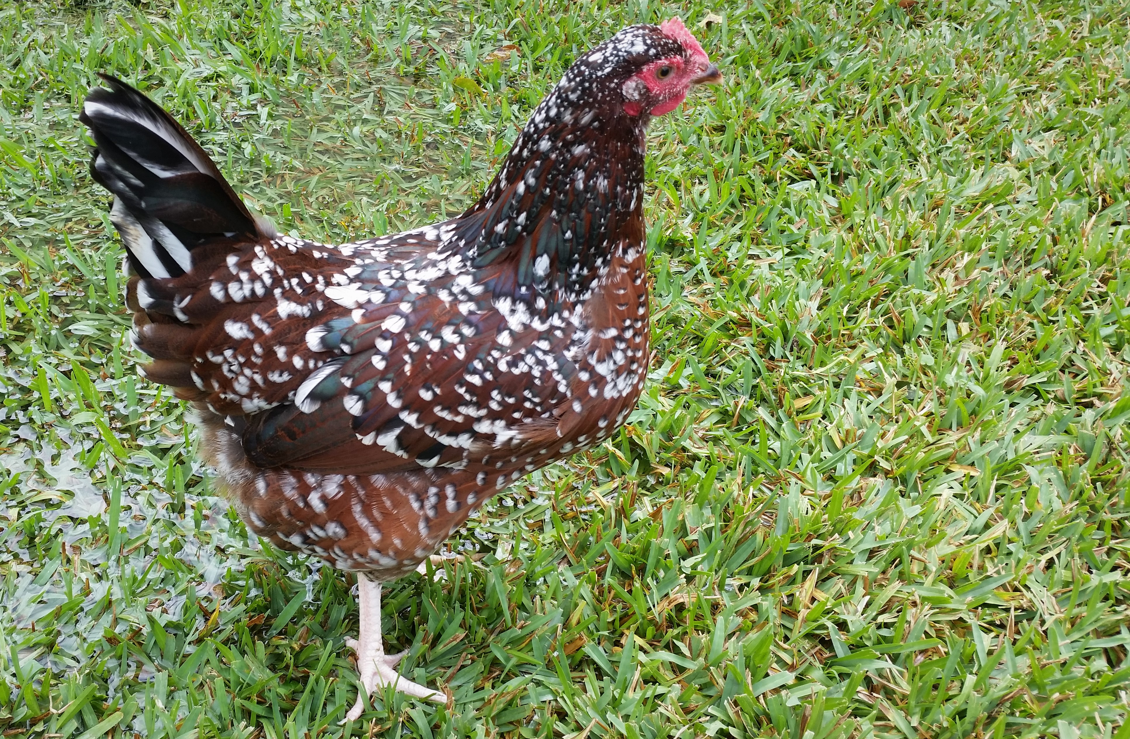Speckled Sussex "Dotty" 27 weeks