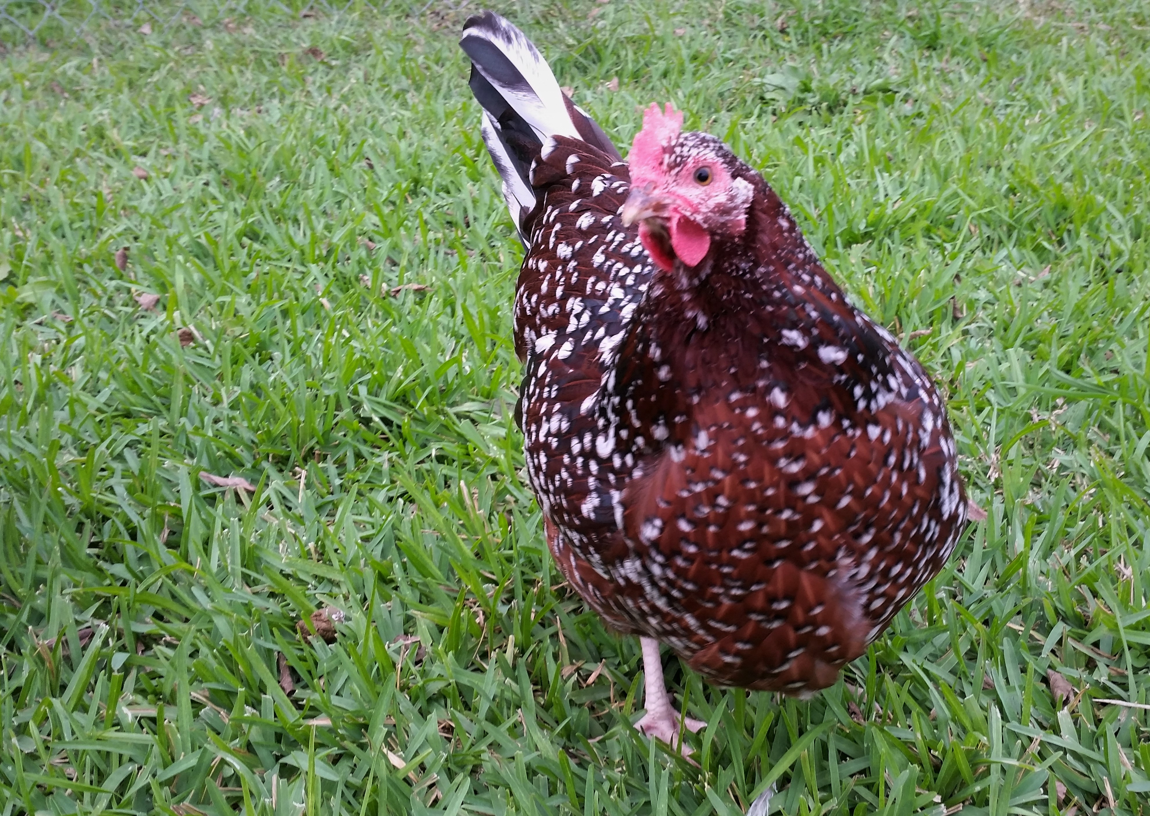 Speckled Sussex "Dotty" 30 weeks - started laying yesterday