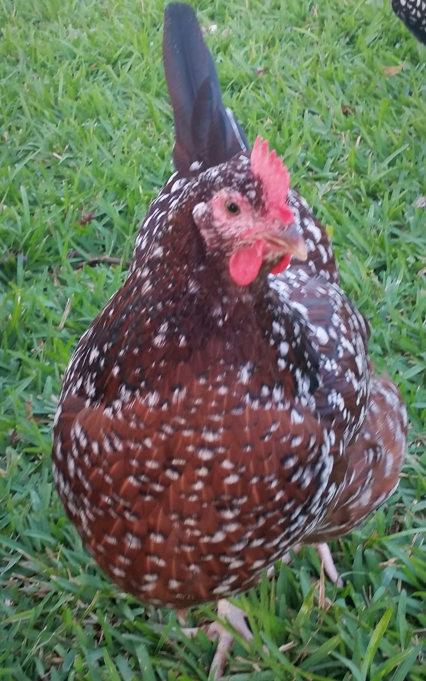 Speckled Sussex "Dotty" 31 weeks