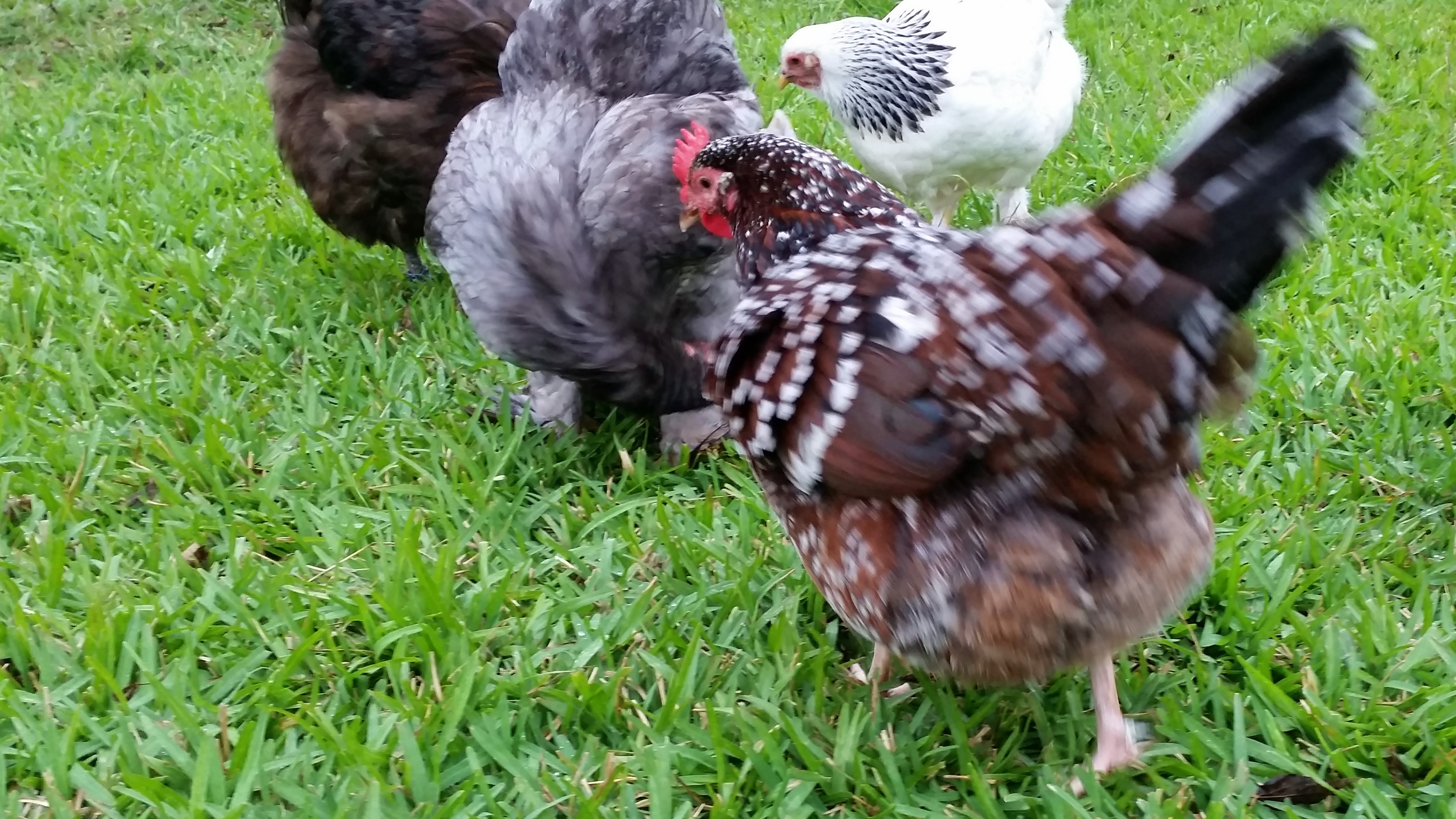 Speckled Sussex "Dotty" 32 weeks