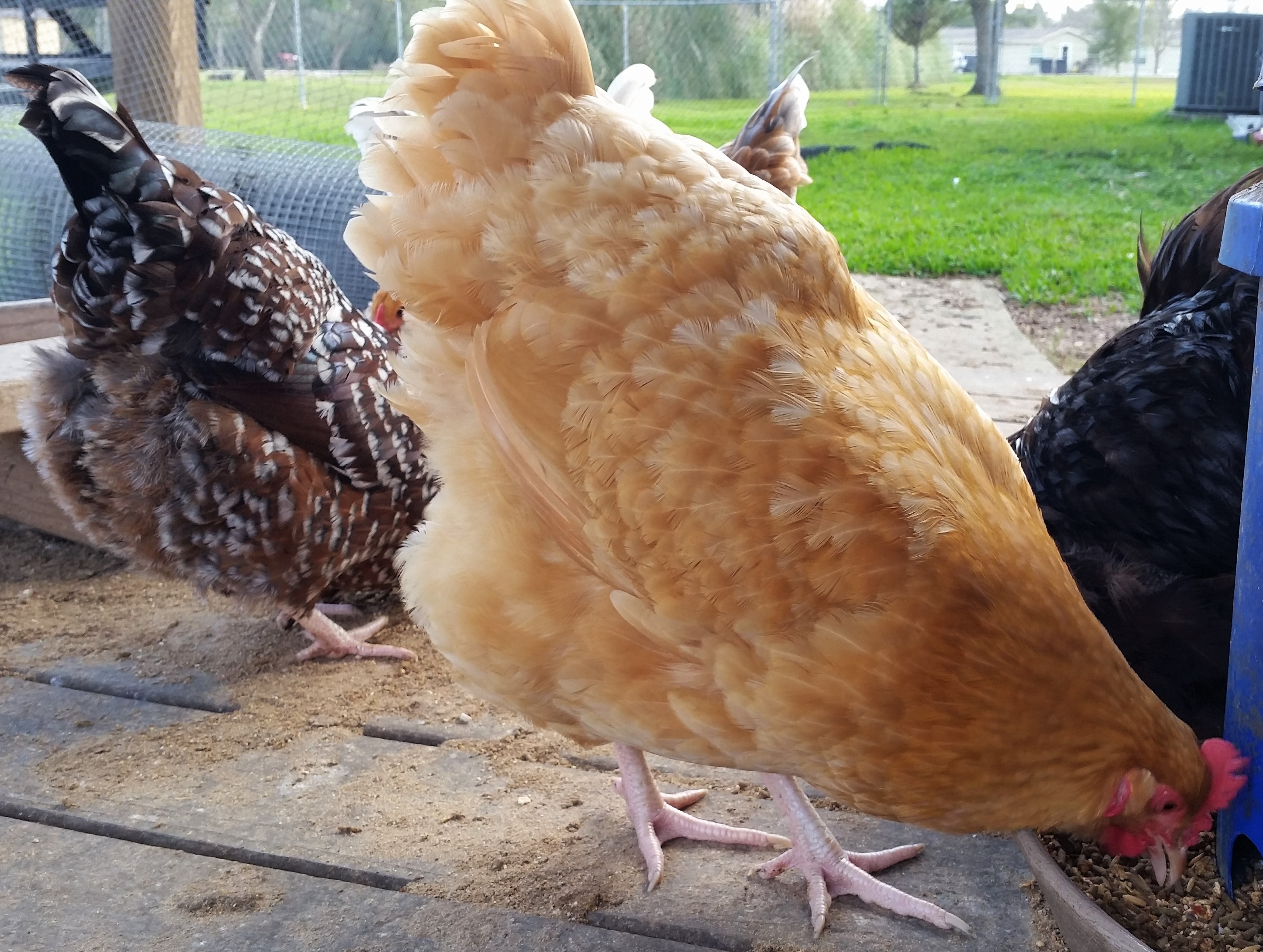 Speckled Sussex "Dotty" 36 weeks and Buff Orpington "Blondie" 37 weeks